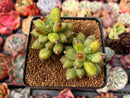 Pachyphytum 'Compactum' 2"-3" Cluster Succulent Plant