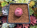 Greenovia 'El Hiero' 1" Succulent Plant