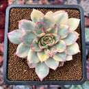 Echeveria 'Esther' Variegated 3" Succulent Plant