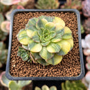 Echeveria 'Viva Chile' Variegated 2" Succulent Plant