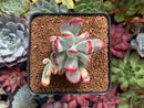 Cotyledon 'Orbiculata' Variegated 3" Succulent Plant