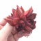Echeveria Agavoides Redkus Cluster 3” Rare Succulent Plant