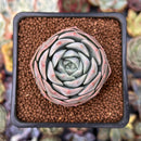 Echeveria 'Icy green' x 'Monroe' 2" Succulent Plant
