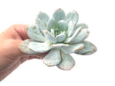 Echeveria 'Laui' 4" Succulent Plant