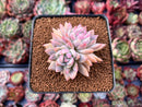 Pachyphytum sp. 2"-3" Cluster Succulent Plant