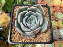 Echeveria 'Steel Heart' 2" Succulent Plant