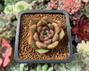 Echeveria 'Herbion' 1" Succulent Plant