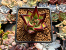 Echeveria Agavoides 'Jelly Cassiopeia' 2" Succulent Plant