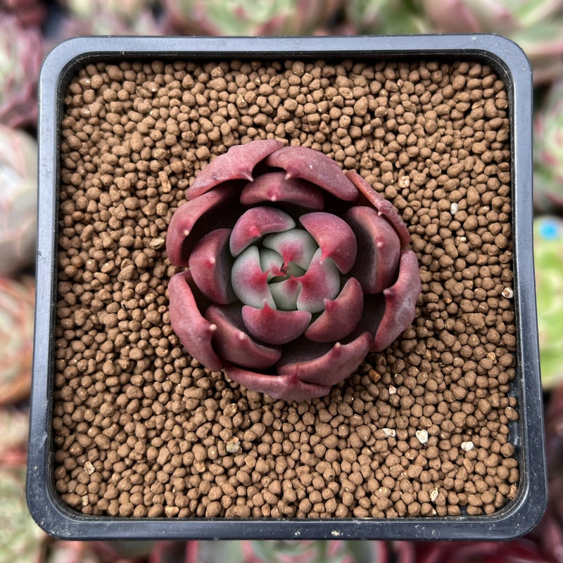 cinnamon on succulents Echeveria 'Cinnamon' 1" Succulent Plant