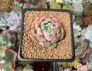 Echeveria 'Maria' 1" Succulent Plant