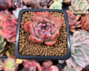 Echeveria 'Kerlean' 1" Succulent Plant