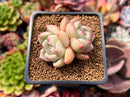 Echeveria 'Shallot' 2" Succulent Plant