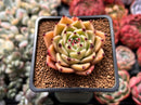 Echeveria Agavoides 'Sarabony' 2" Succulent Plant