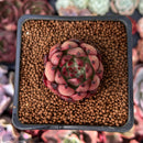 Echeveria Agavoides sp. 1" Succulent Plant