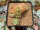 Echeveria Agavoides 'Red Gilva' Crested 2" Succulent Plant