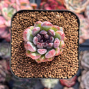 Echeveria 'Chanel Rose' 1" New Hybrid Succulent Plant