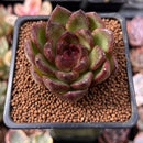 Echeveria Agavoides 'Black Tiger' 2" Succulent Plant