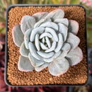 Echeveria 'Laui' 2"-3" Powdery Succulent Plant