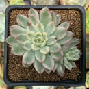 Echeveria 'Mebina' Variegated 2" Cluster Succulent Plant