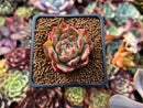 Echeveria Agavoides 'Nuveoreon' 1" Succulent Plant