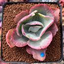 Echeveria 'Flying Cloud' Variegated 2" Succulent Plant