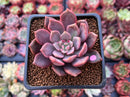 Echeveria 'Vasilisa' 1"-2" Succulent Plant