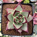 Echeveria Agavoides 'Black King' 3" Succulent Plant