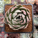 Echeveria 'Shanarae 2" Air Magic Hybrid Succulent Plant