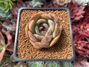 Echeveria 'Mirinie' 1" Succulent Plant