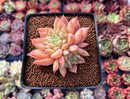 Echeveria 'Pink Top' 2"-3" Succulent Plant