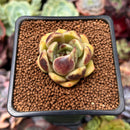 Echeveria 'Citrine' 1"-2" Seed Grown Air Magic Hybrid Succulent Plant
