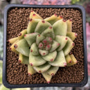 Echeveria Agavoides 'Maria' 2" Succulent Plant