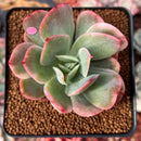 Echeveria 'Luella' Variegated 2" Succulent Plant