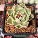 Echeveria Agavoides 'Blue Dragon' 3" Succulent Plant