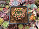 Echeveria 'Red Mill' 2" Seed-grown New Hybrid Succulent Plant