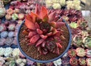 Echeveria Agavoides 'Rubra' 4" Cluster Succulent Plant
