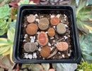 Collection of Lithops 2" (x10 Lithops) Succulent Plant
