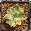 Echeveria 'Pretty in Pink' Variegated 2" Succulent Plant