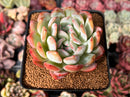 Echeveria 'Starmark' 3" Succulent Plant