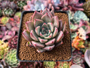 Echeveria 'Felipeso' 2" Succulent Plant