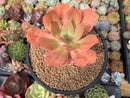 Echeveria 'Kinoa' 3"-4" Succulent Plant