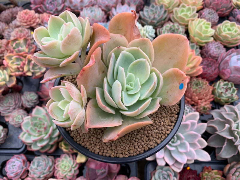 pastel succulents Echeveria 'Pastel' 5"-6" Succulent Plant