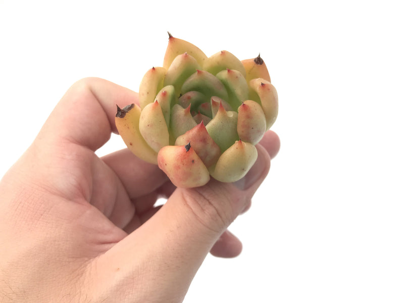 Echeveria Agavoides 'Redkus' 2" Succulent Plant