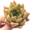 Echeveria Agavoides Var. 'Caespitosa' 2"-3" Rare Succulent Plant