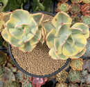 Echeveria 'Enfant' Variegated Cluster 5" Large Succulent Plant