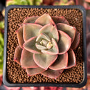 Echeveria 'Windy' 2" Succulent Plant