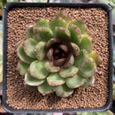 Echeveria Agavoides 'ChocoJelly' (Not E. Black Queen) 2" Succulent Plant