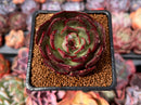 Echeveria 'Black Tan' 2" Succulent Plant
