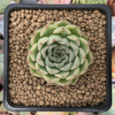 Echeveria 'Cream Roll' 1"-2" New Hybrid Succulent Plant