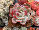 Echeveria 'Monroe' Hybrid 2" Succulent Plant